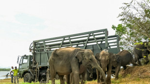 Three Sri Lankan elephants killed in blow to conservation efforts
