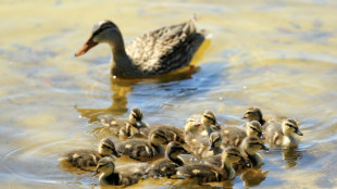 Entenfamilien in Kiel auf Abwegen: Polizeieins&auml;tze mit teils tragischem Ausgang