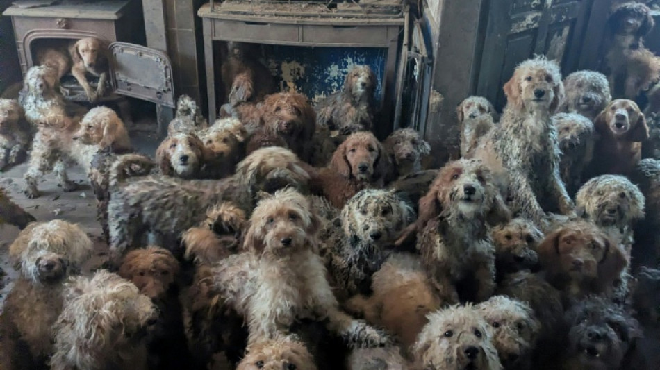 Associa&ccedil;&atilde;o brit&acirc;nica de prote&ccedil;&atilde;o aos animais resgata 250 c&atilde;es amontoados em uma casa
