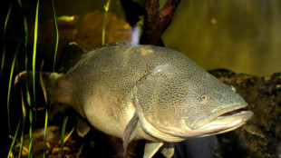Un bacalao australiano bate un récord de kilómetros nadados