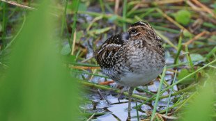 La justice suspend la chasse à la bécassine dans le Doubs et le Jura