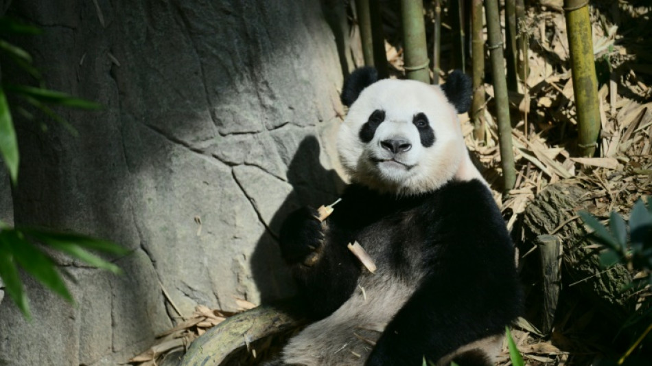 Singapour fait ses adieux à un panda enfant du pays