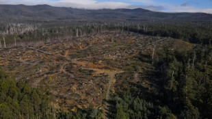 En Tasmanie, des forêts endémiques sacrifiées pour des copeaux de bois