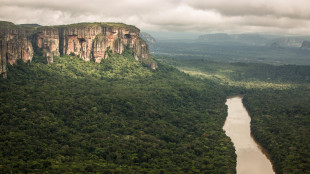 Gli alberi dell'Amazzonia sono diventati più grandi