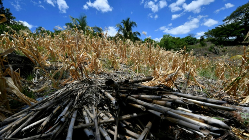 Dead animals, barren fields, and hunger - El Nino chokes Central America