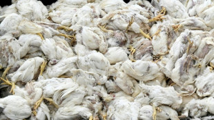 Vogelgrippe: Saarland und Hamburg verhängen Stallpflicht