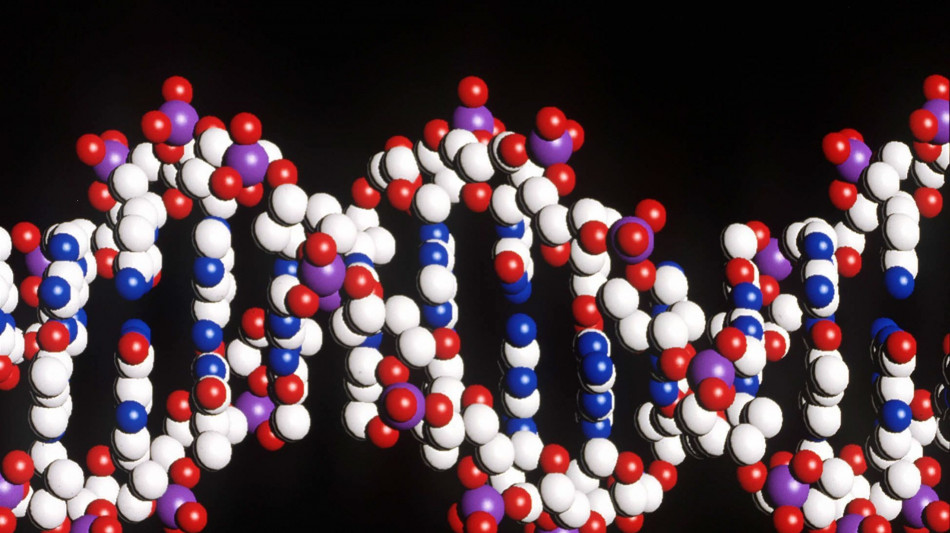 L'invecchiamento molecolare &egrave; influenzato sia dal Dna che dall'ambiente