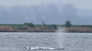 Helfer bem&uuml;hen sich weiter um vor Ostseeinsel Poel liegenden Buckelwal