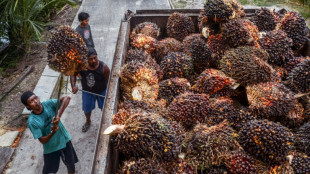 Droits de douane: les producteurs indonésiens d'huile de palme en quête de nouveaux débouchés