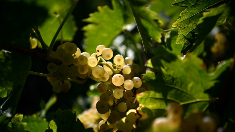 French wine growers plant trees to protect vines from climate