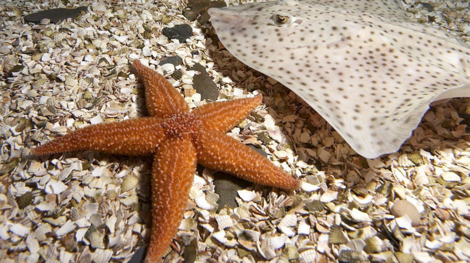 Le stelle marine camminano senza cervello grazie ai loro piedi idraulici