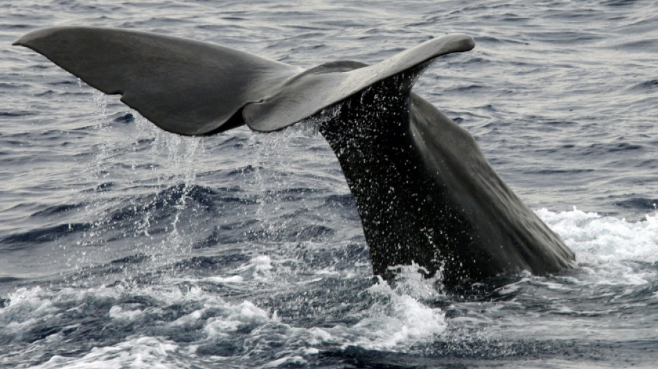 En Méditerranée, immerger les carcasses de cétacés pour mieux les étudier