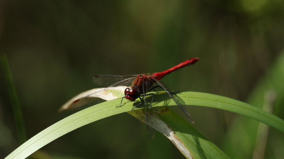 Una libellula curiosa vince tra le foto che celebrano biodiversit&agrave; e ricerca