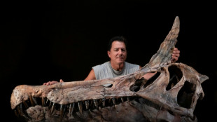 Scientists discover giant bird-like dinosaur in Niger desert