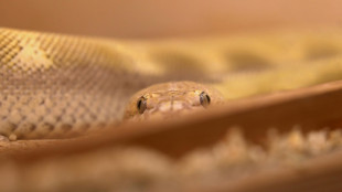 Polizei findet Besitzer von toter Riesenschlange in Nordrhein-Westfalen