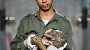 EEUU refuerza protección del pangolín, mamífero más traficado del mundo