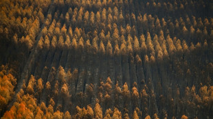 Apr&egrave;s le m&eacute;gafeu de Gironde, la for&ecirc;t entre mesures d'urgence et r&eacute;flexion sur son avenir