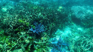 Top conservation group meets in UAE on growing threats to nature