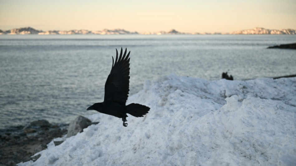 La patrulla de trineos Sirius de Groenlandia, un equipo de &eacute;lite en los inh&oacute;spitos parajes del &Aacute;rtico
