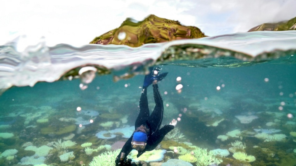 El 96% de los arrecifes de coral podr&iacute;a colapsar de aqu&iacute; a 2075, seg&uacute;n la UICN
