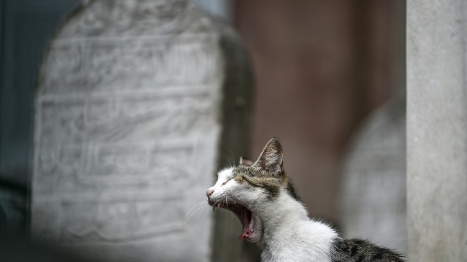 EU-Parlament stimmt &uuml;ber Regeln zum Schutz von Hunden und Katzen ab