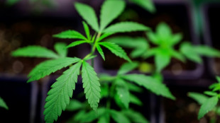 Drogenbeauftragter verteidigt Cannabis-Legalisierung - CSU will erneutes Verbot