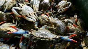 Des chercheurs italiens parient sur la pieuvre pour lutter contre des crabes