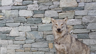 I lupi si adattano facilmente a vivere vicino ai centri abitati