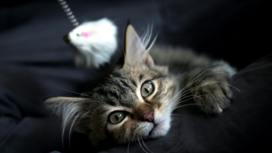 In zugeklebten Pappkartons: Mehr als 20 Katzen an Bremer Friedhof ausgesetzt