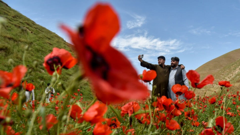 En Afghanistan, f&ecirc;ter le printemps dans les champs de coquelicots