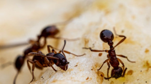 "Ven y mátame": el llamado de las hormigas enfermas para salvar a la colonia