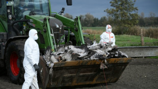 Vogelgrippe: Preise für Eier könnten steigen 