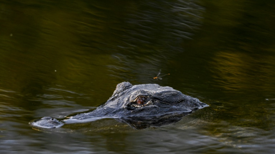 Vermeintliche Alligatorsichtung in Vechta: Video entstand an anderem Ort