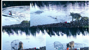 Researchers stunned by wolf's use of crab traps to feed