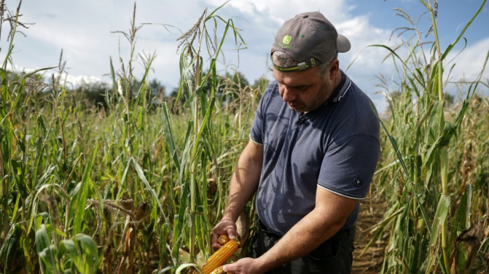 R&eacute;coltes de ma&iuml;s, betteraves ou pommes de terre au plus bas
