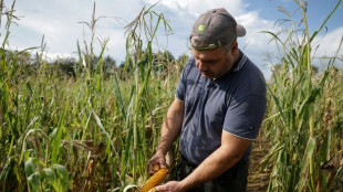 R&eacute;coltes de ma&iuml;s, betteraves ou pommes de terre au plus bas