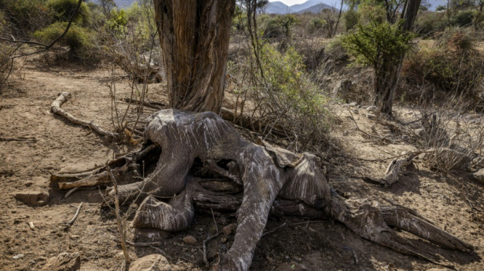 Kenya: plus de 200 &eacute;l&eacute;phants morts en 9 mois &agrave; cause de la s&eacute;cheresse