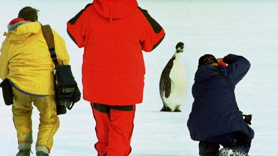 La población de pingüinos emperador está disminuyendo más rápido de lo esperado