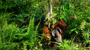 Importaciones europeas de madera impulsan la deforestación en Borneo, dicen ONG