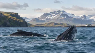 Island připrav&iacute; z&aacute;kon ukončuj&iacute;c&iacute; komerčn&iacute; lov velryb