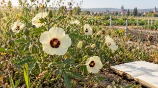 V Olomouci hojně vykvetl kriticky ohrožen&yacute; ibi&scaron;ek trojd&iacute;ln&yacute;