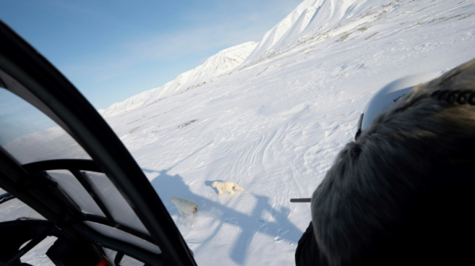 Dardos, biopsias y helicópteros: tras las huellas del oso polar en el Ártico