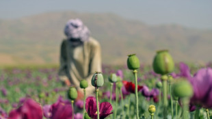 Afghanistan opium poppy cultivation surges despite Taliban govt ban: UN