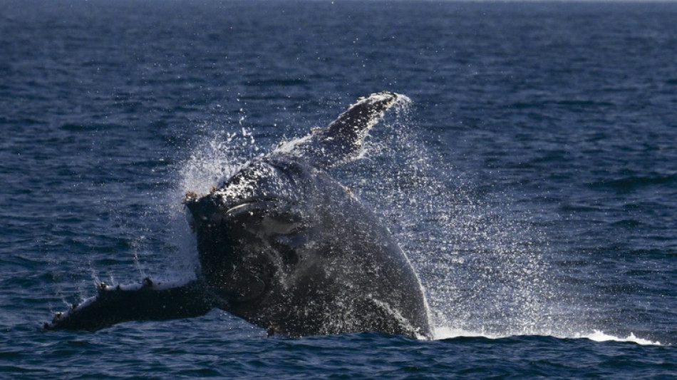 Whale of a time: Humpbacks set new distance record