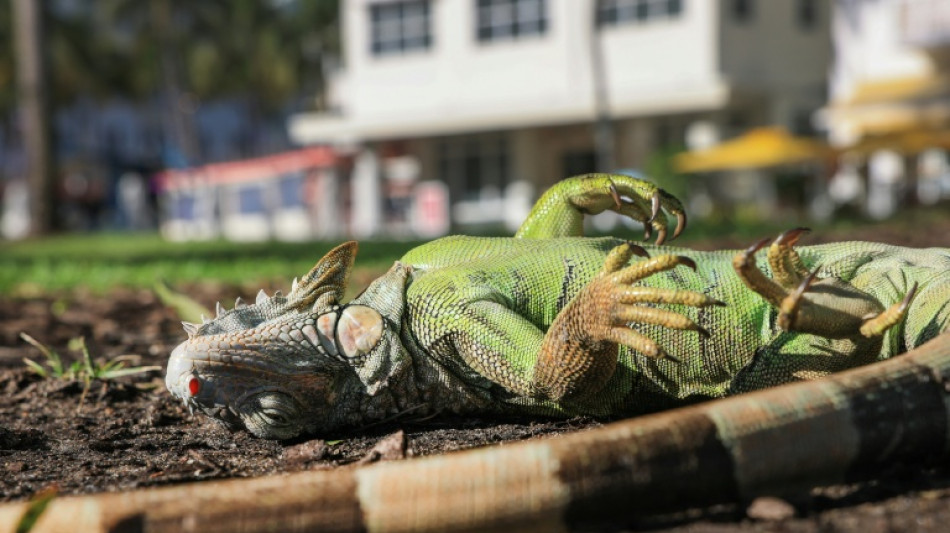 Iguanas fall from trees in Florida as icy weather bites southern US