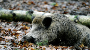 Anh&auml;nger mit acht Wildschweinkadavern auf Wanderparkplatz: Polizei ermittelt