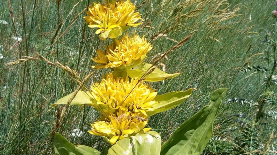 Giornata mondiale natura selvatica, in Italia a rischio le piante medicinali