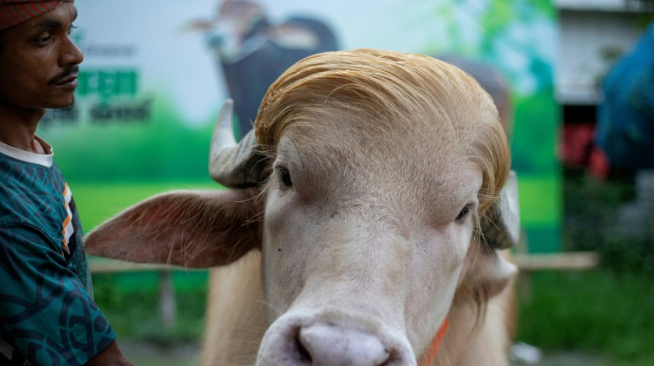 Commander-in-beef: Bangladesh's 'Donald Trump' buffalo wins fans