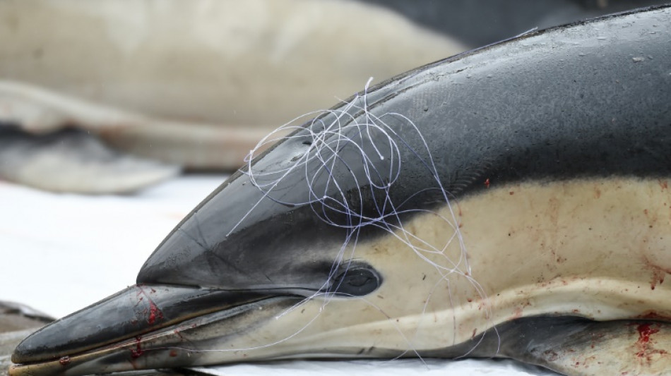 Protection des dauphins: les dérogations à la fermeture hivernale de la pêche jugées "trop importantes"