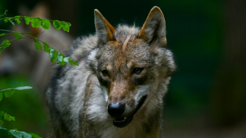 En Allemagne, le loup qui a mordu une femme a &eacute;t&eacute; rel&acirc;ch&eacute; dans la nature